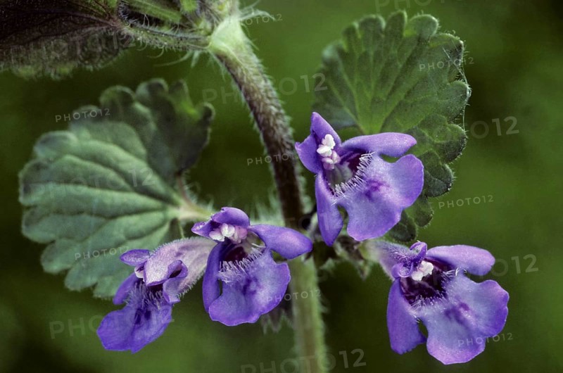 Ground ivy