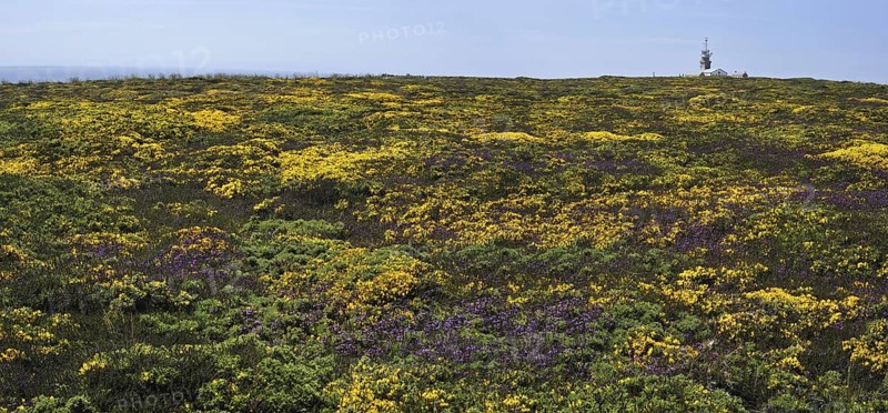 Flowering heather and gorse on top of cliff at the Pointe du Raz