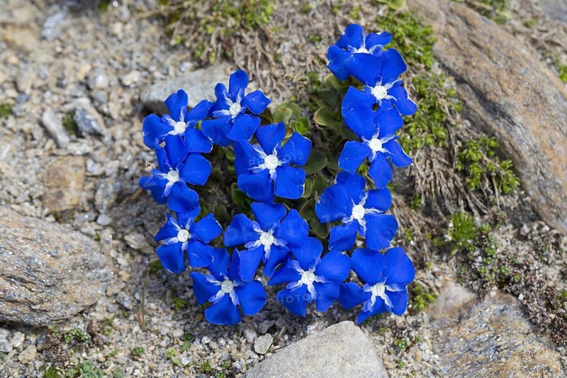 Bavarian gentian
