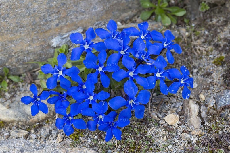 Bavarian gentian