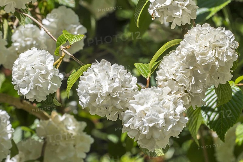(Viburnum plicatum) Thunberg's original, Viburnum tomentosum sterile, close up of white flowers in spring