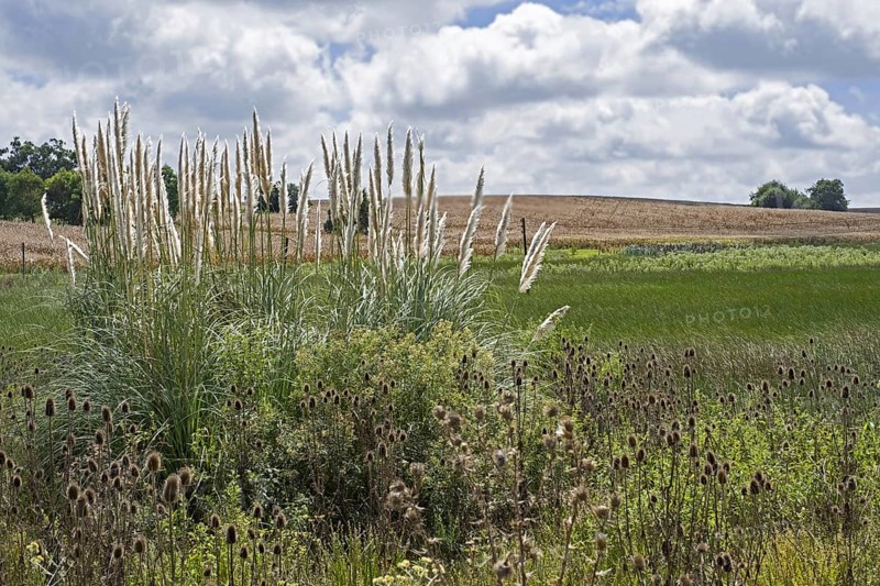 Pampas grass