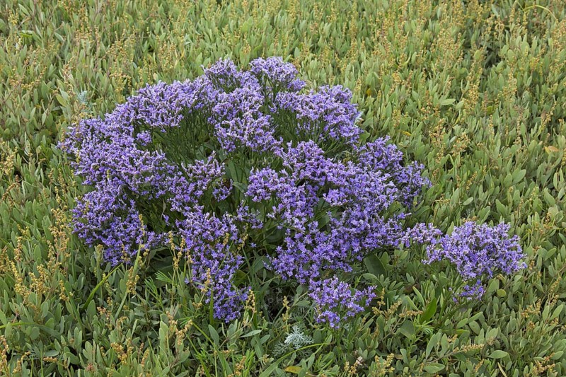 Common sea-lavender