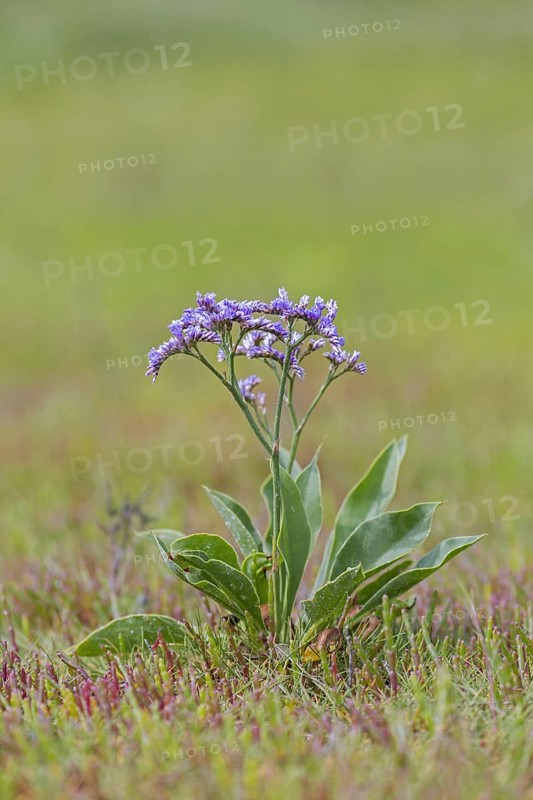 Common sea-lavender