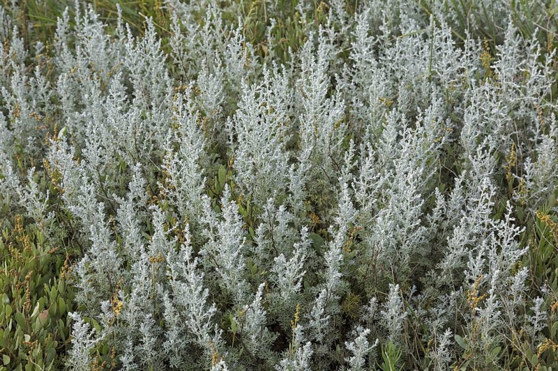 Sea wormwood