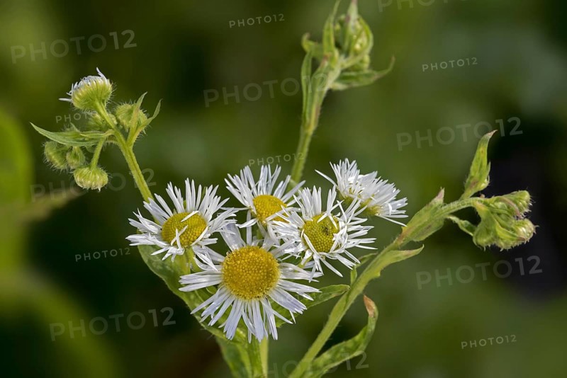 Annual fleabane