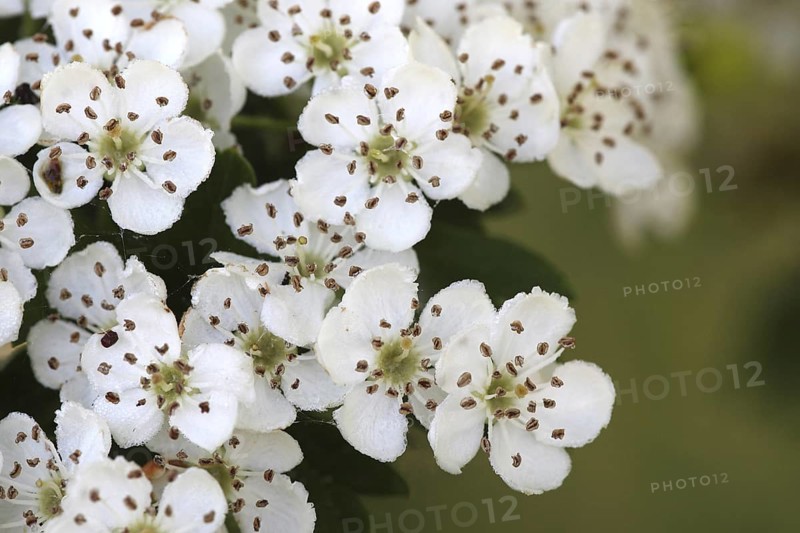 Common single-seeded hawthorn