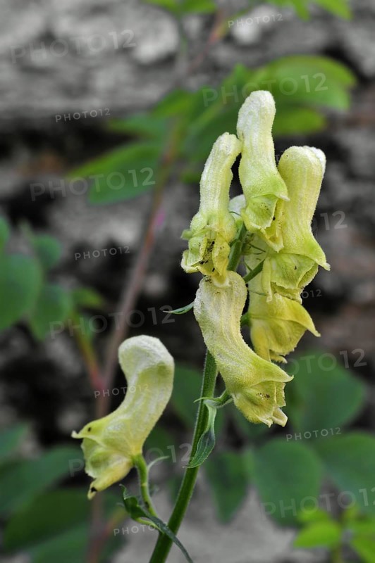 Northern wolfsbane