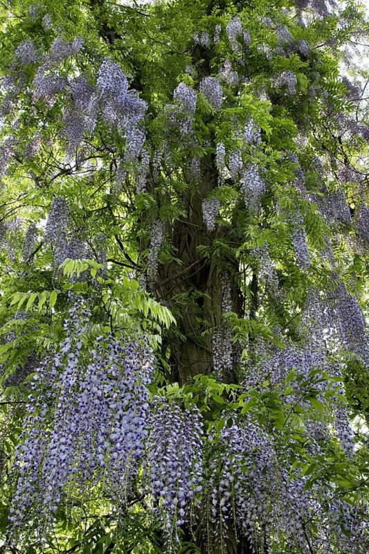 Japanese wisteria