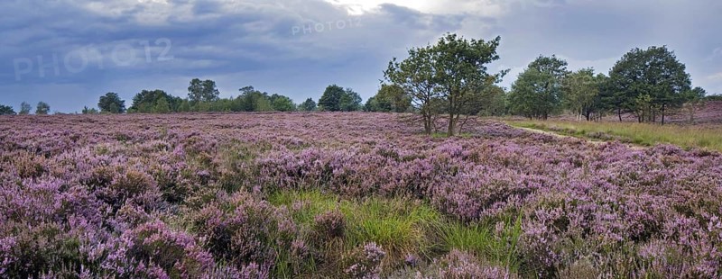 Heather flowering in heathland at the Hoge Kempen National Park
