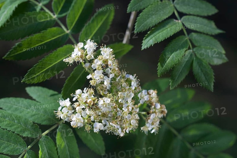 European Rowan