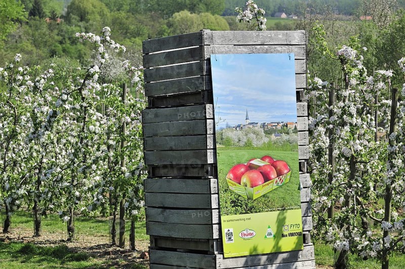 Wooden crates in half-standard Jonagold apple tree