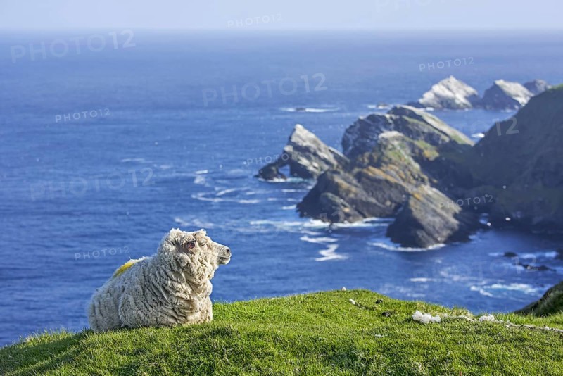 White sheep ewe resting on sea cliff top at Hermaness National Nature Reserve