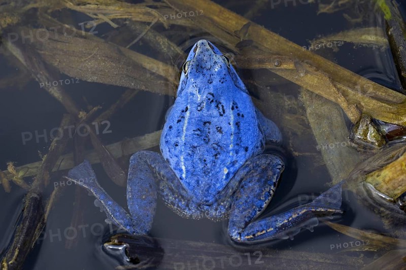 Moor Frog