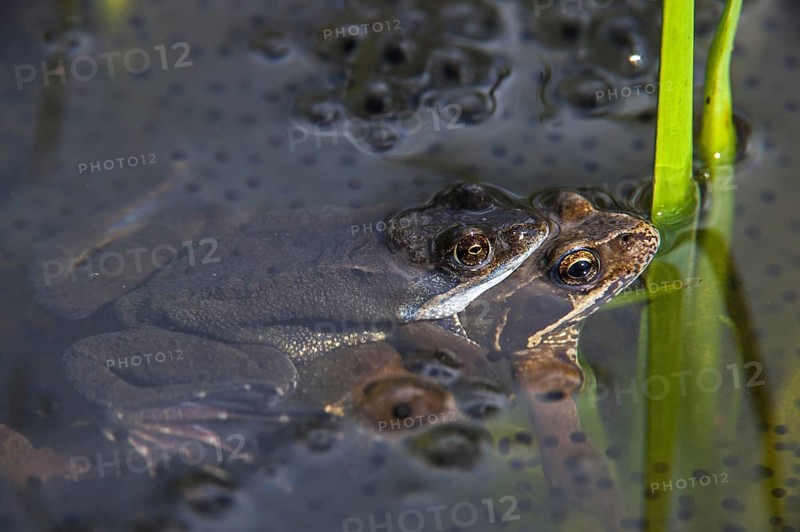 European common brown frogs
