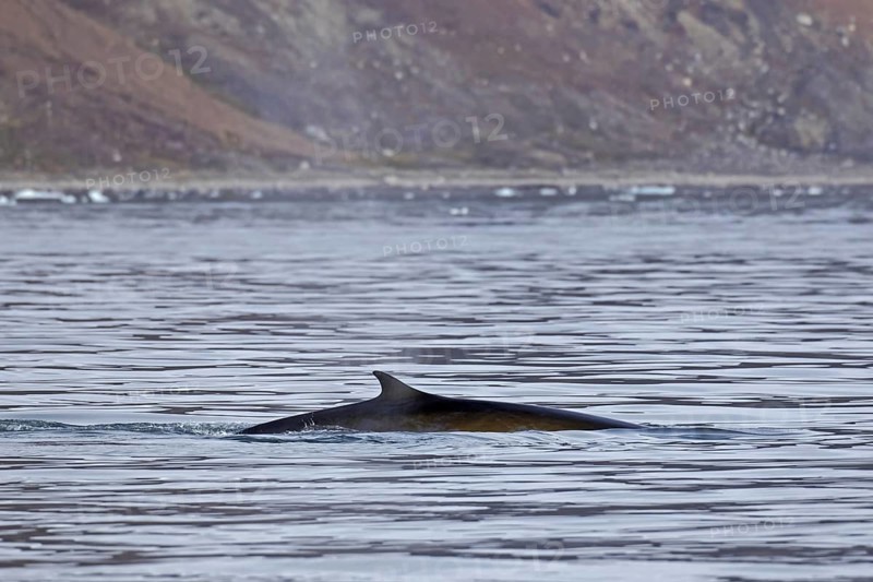 Fin whale