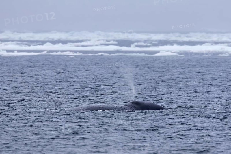 Blow through blowhole of bowhead whale