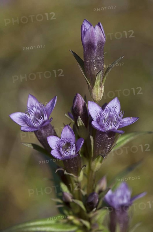 Autumn gentian