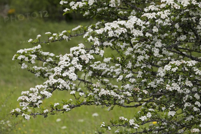 Midland hawthorn