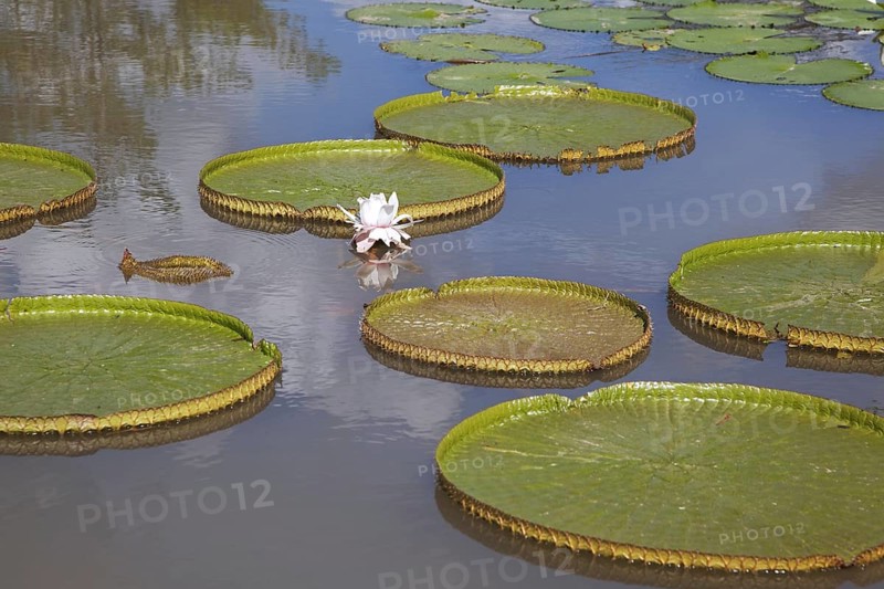 Giant leaves of the king lotus