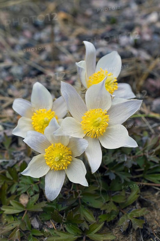 Spring pasqueflower