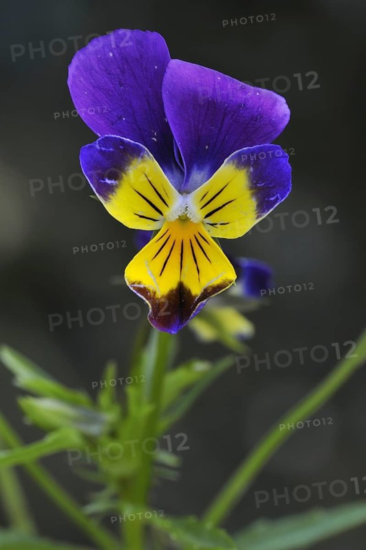 Wild pansy