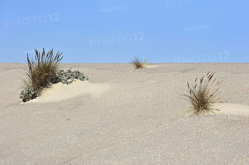 European marram grass
