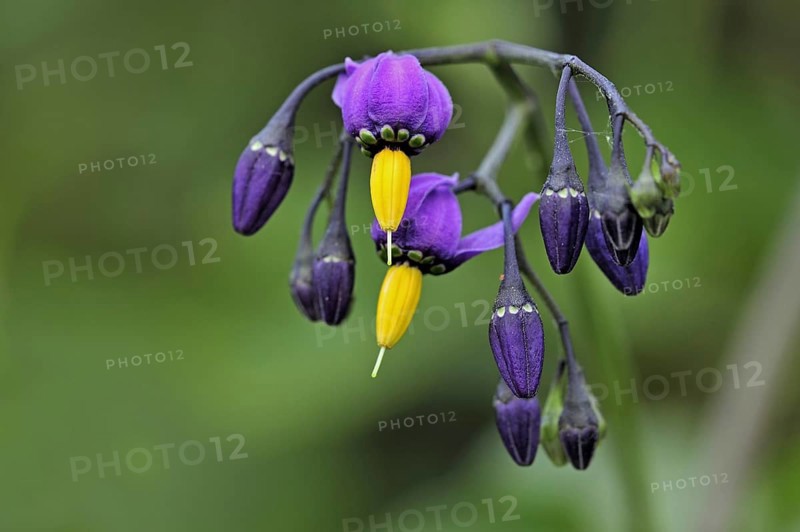 Bittersweet nightshade