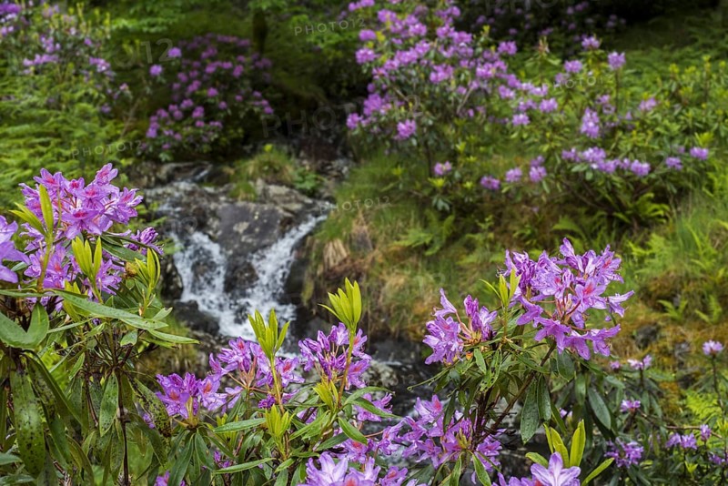 Common rhododendron