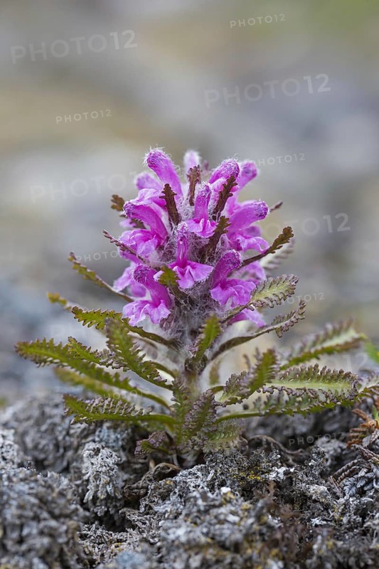 Woolly lousewort