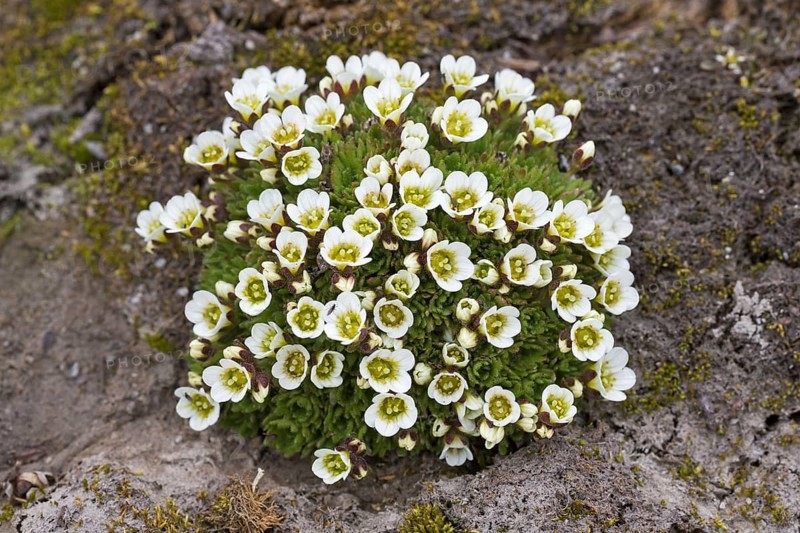 Tufted alpine saxifrage