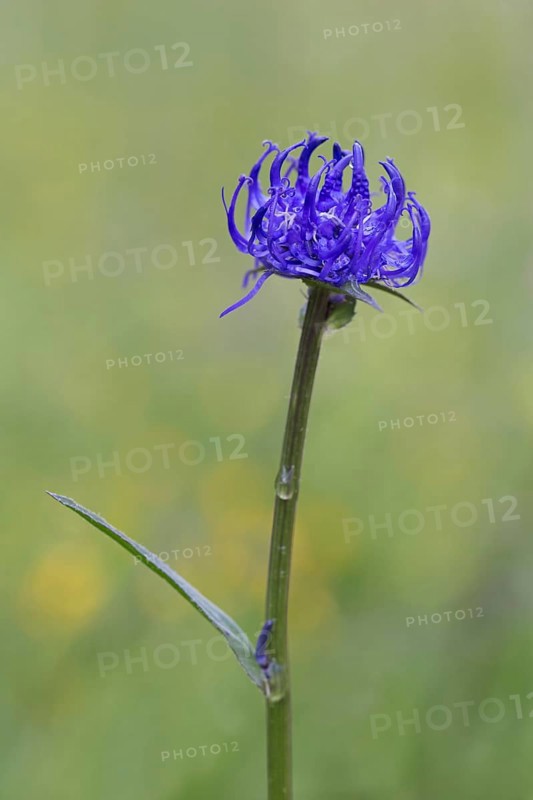 Round-headed rampion