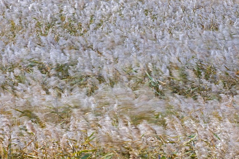 Motion blurred panicles of common reed