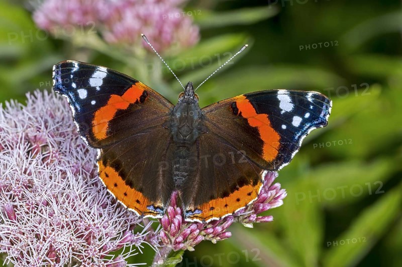 Red admiral