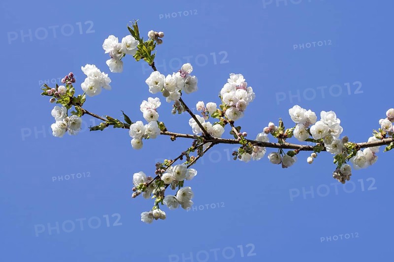 Japanese cherry