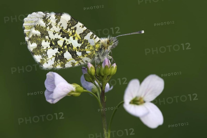 Orange tip