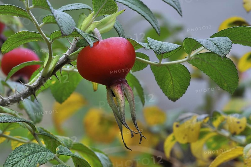 Rugosa rose