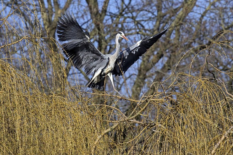 Grey heron
