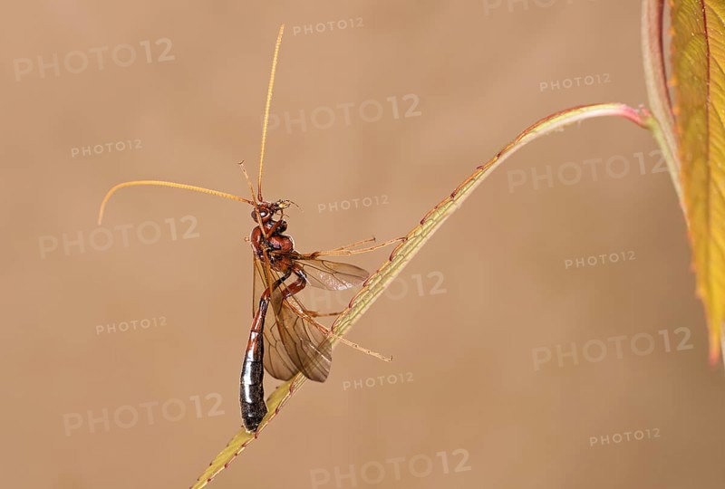Ichneumon wasp