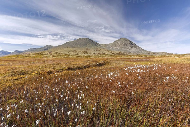 Bog with cottongrass