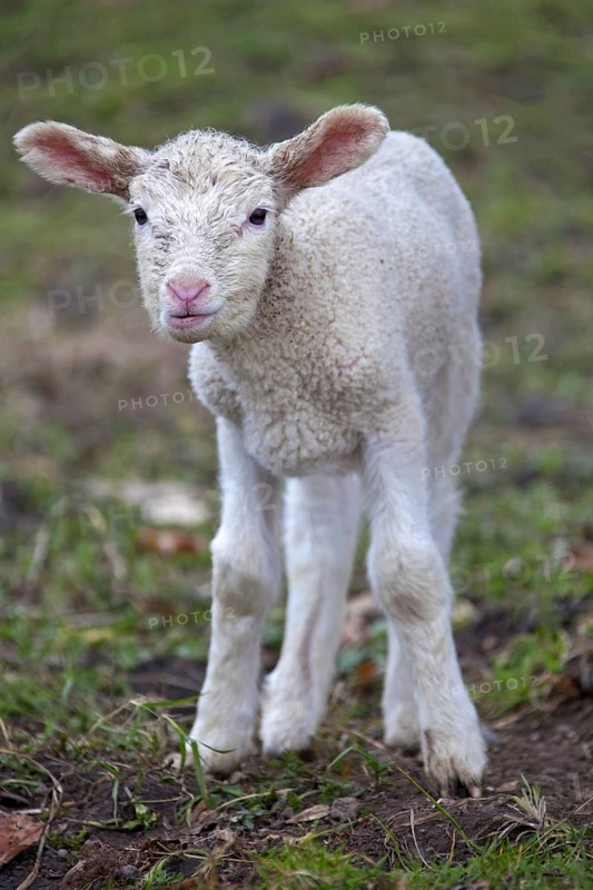 Domestic sheep