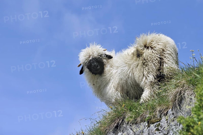 Valais Blacknose