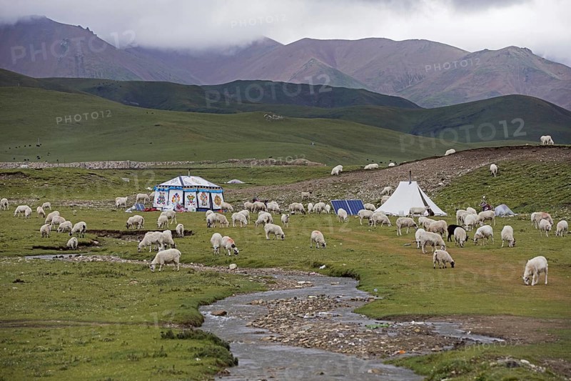 Sheep and Tibetan nomadic tent with solar panels in the Chinese Himalayas