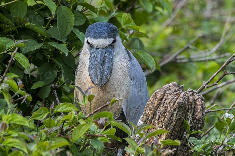 Boat-billed heron