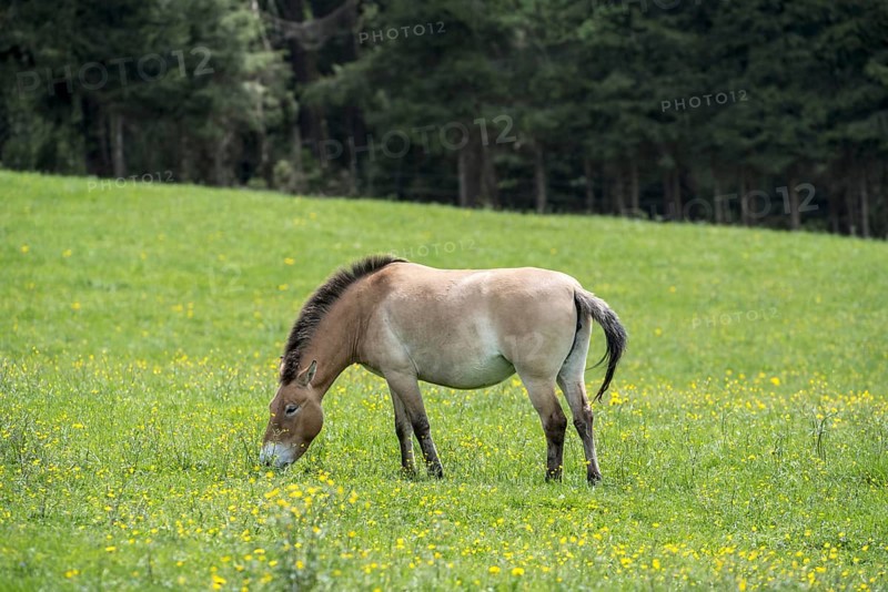 Przewalski horse