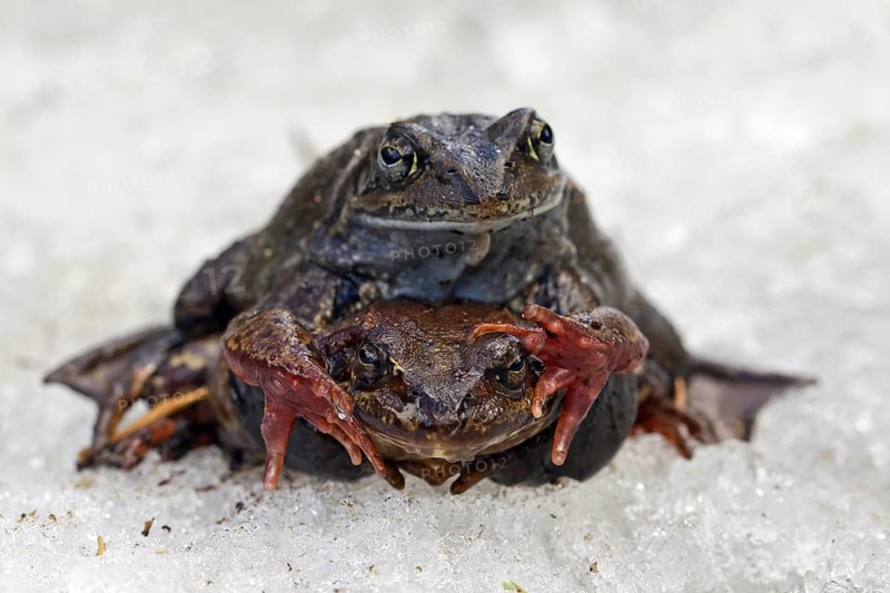European common brown frogs