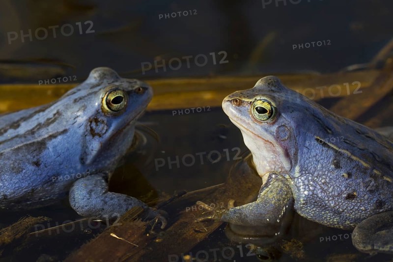 Two Moor Frogs