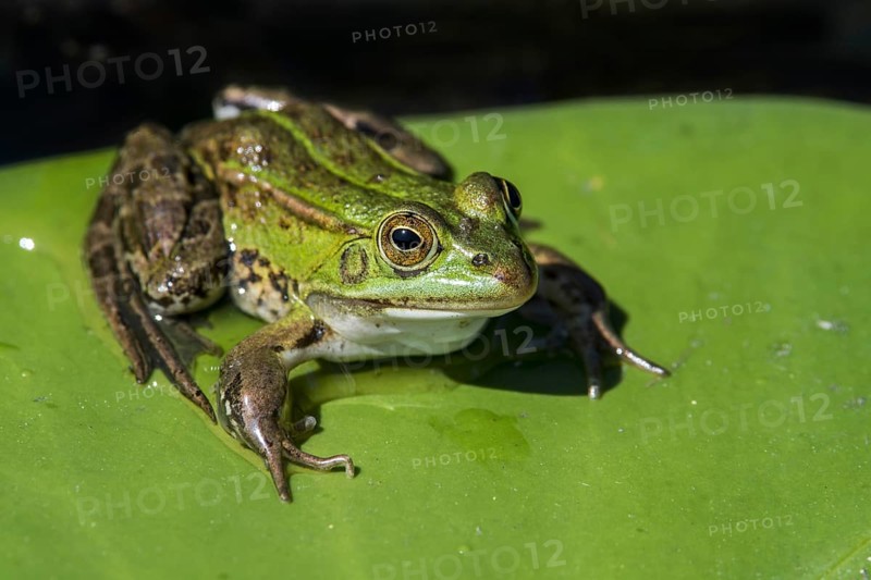 Edible frog