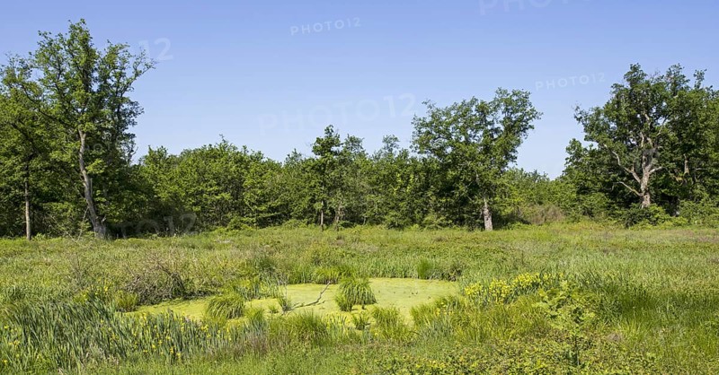 Toad pond