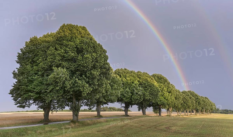 Double rainbow and silver linden